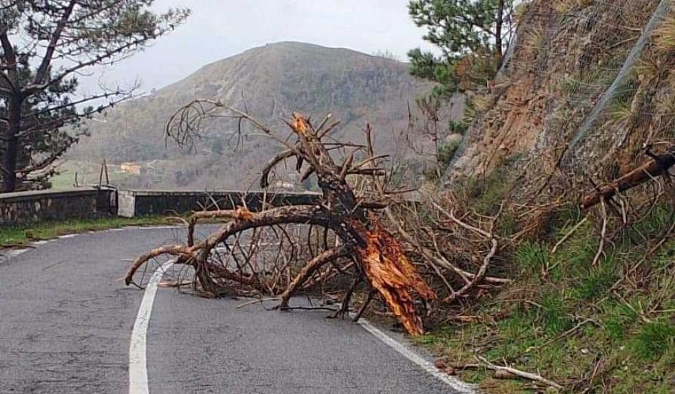 Maltempo, la protezione civile in azione sulla SP263 per la caduta di alberi