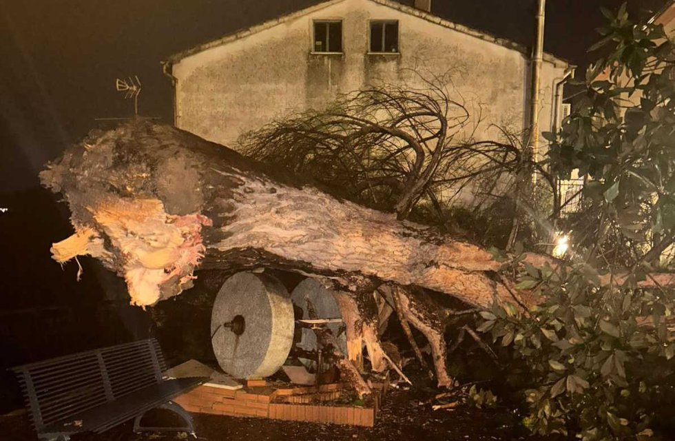 Malvito, ordinanza per taglio di alberi in aree pubbliche