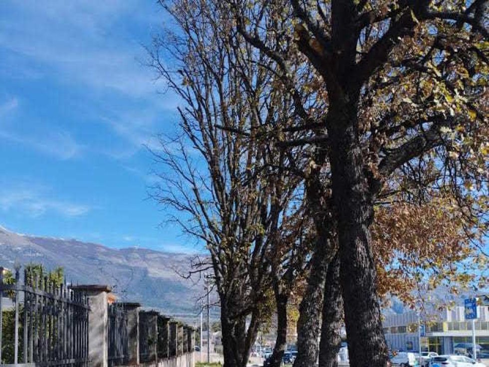 Castrovillari, danneggiate le querce su Viale Caldora